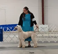 Super, a male Afghan Hound for sale in Edmonton, KY – Photo 1 of 7