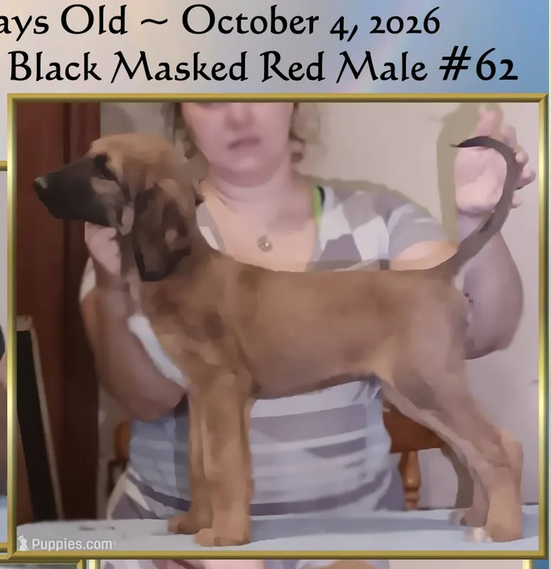 BlkMaskRed1stPickMale – Afghan Hound puppy for sale in Edmonton, KY