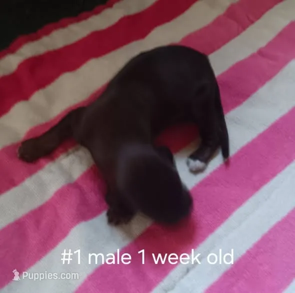 Male1 – Afghan Hound puppy for sale in Edmonton, KY
