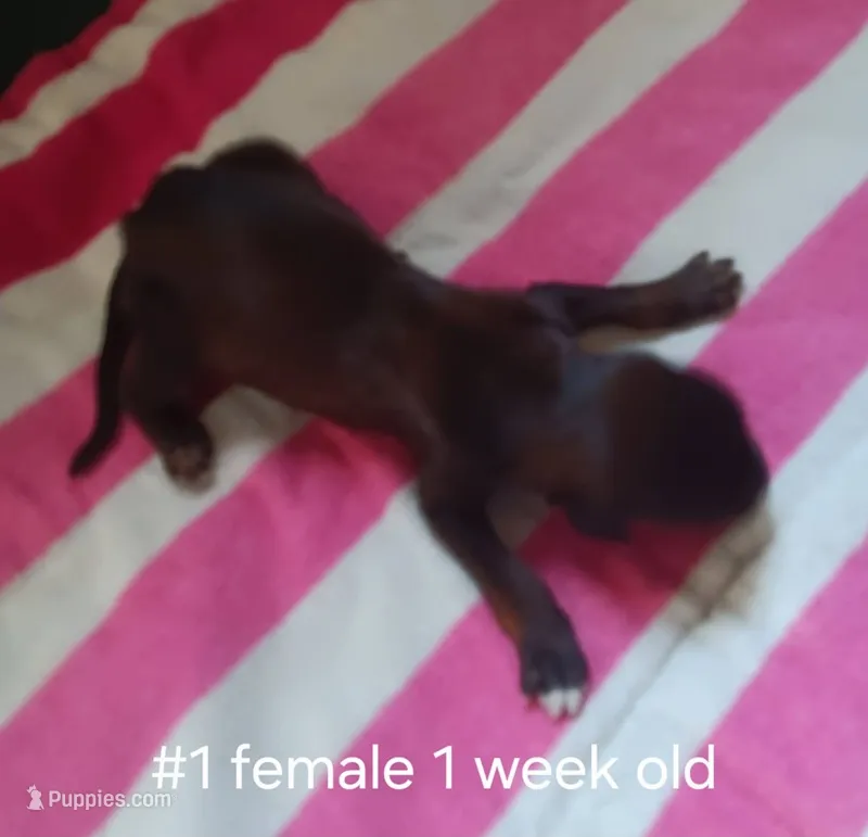 Girl1 – Afghan Hound puppy for sale in Edmonton, KY