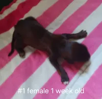 Girl1, a female Afghan Hound for sale in Edmonton, KY – 1 of 4