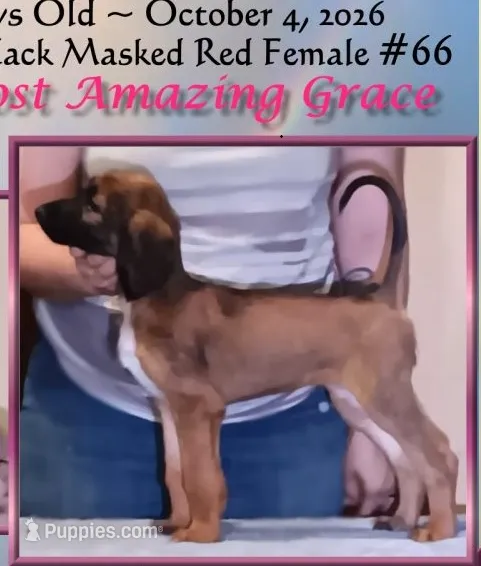 Grace – Afghan Hound puppy on hold in Edmonton, KY