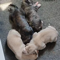 Trooper, a male Afghan Hound for sale in Edmonton, KY – Photo 8 of 8