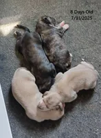 Trooper, a male Afghan Hound for sale in Edmonton, KY – Photo 8 of 8