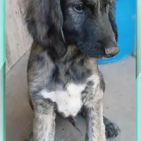 Trooper, a male Afghan Hound for sale in Edmonton, KY – Photo 1 of 8
