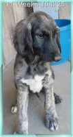 Trooper, a male Afghan Hound for sale in Edmonton, KY – Photo 1 of 8