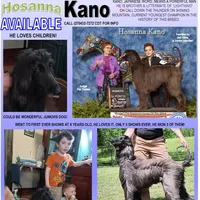 Trooper, a male Afghan Hound for sale in Edmonton, KY – Photo 4 of 8