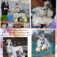 Trooper, a male Afghan Hound for sale in Edmonton, KY – Photo 5 of 8