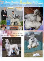 Trooper, a male Afghan Hound for sale in Edmonton, KY – Photo 5 of 8