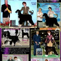 Trooper, a male Afghan Hound for sale in Edmonton, KY – Photo 6 of 8