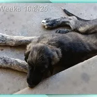 Trooper, a male Afghan Hound for sale in Edmonton, KY – Photo 2 of 8