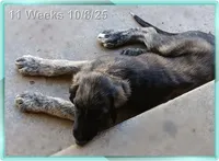 Trooper, a male Afghan Hound for sale in Edmonton, KY – Photo 2 of 8