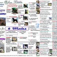 Trooper, a male Afghan Hound for sale in Edmonton, KY – Photo 7 of 8