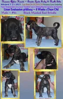 Trooper, a male Afghan Hound for sale in Edmonton, KY – Photo 3 of 8