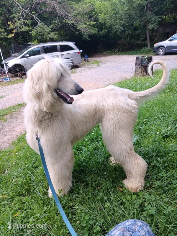 Super – Afghan Hound puppy for sale in Edmonton, KY