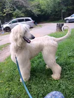 Super, a male Afghan Hound for sale in Edmonton, KY – 1 of 9