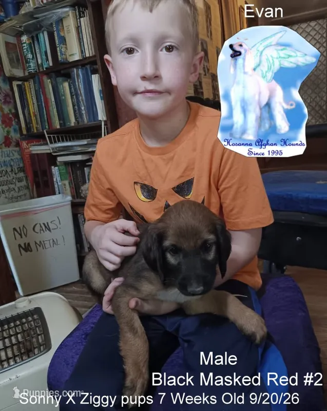 BlackMaskedRedM2 – Afghan Hound puppy for sale in Edmonton, KY