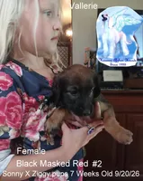 Girl2, a female Afghan Hound for sale in Edmonton, KY – 1 of 5