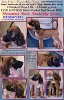 Grace, a female Afghan Hound for sale in Edmonton, KY – 2 of 6