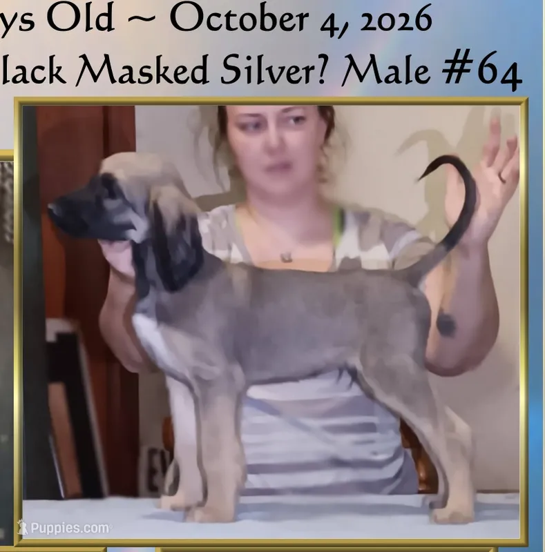 BlackMaskedSilver64 – Afghan Hound puppy for sale in Edmonton, KY