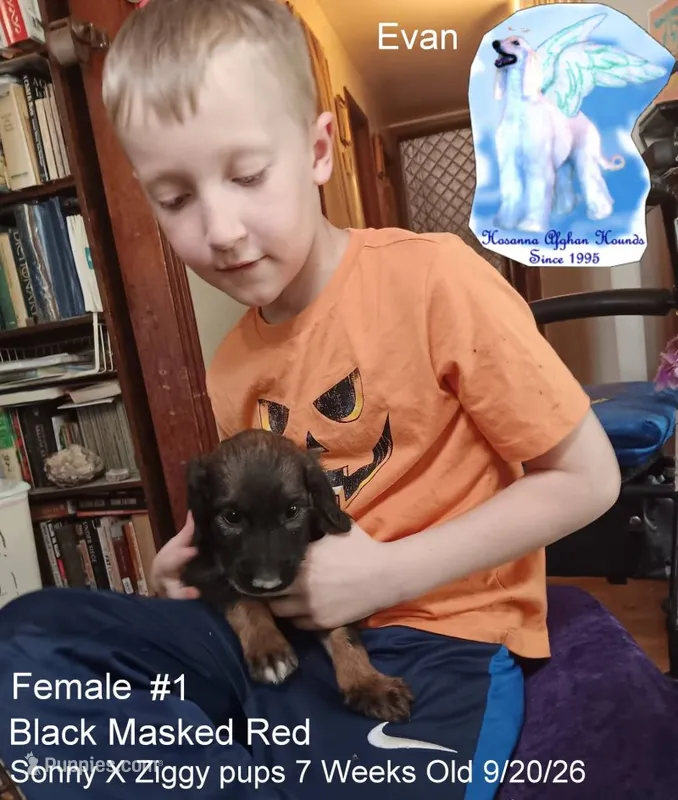 Girl1 – Afghan Hound puppy for sale in Edmonton, KY