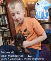 Girl1, a female Afghan Hound for sale in Edmonton, KY – 1 of 5