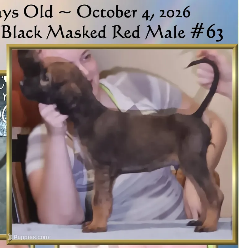 BlackMaskedRed63 – Afghan Hound puppy for sale in Edmonton, KY