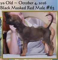 BlackMaskedRed63, a male Afghan Hound for sale in Edmonton, KY – 1 of 6