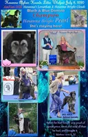 3rdPicGirl, a female Afghan Hound for sale in Edmonton, KY – Photo 3 of 4