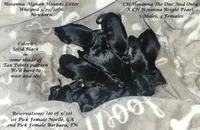 3rdPicGirl, a female Afghan Hound for sale in Edmonton, KY – Photo 1 of 4