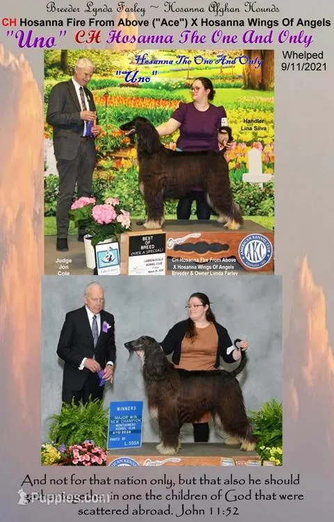 1stPickMale – Afghan Hound puppy for sale in Edmonton, KY