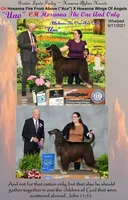 3rdPicGirl, a female Afghan Hound for sale in Edmonton, KY – Photo 2 of 4