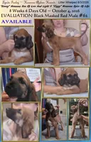 BlkMaskRed1stPickMale, a male Afghan Hound for sale in Edmonton, KY – 2 of 6