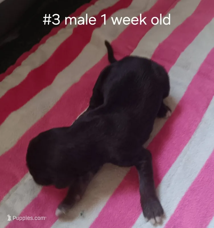 Male3 – Afghan Hound puppy for sale in Edmonton, KY