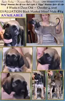 BlackMaskedSilver64, a male Afghan Hound for sale in Edmonton, KY – 2 of 5