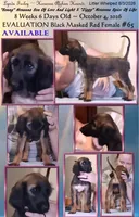 Girl65FirstPick, a female Afghan Hound for sale in Edmonton, KY – 2 of 6