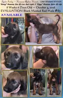 BlackMaskedRed63, a male Afghan Hound for sale in Edmonton, KY – 2 of 6