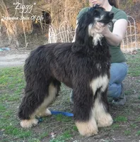 Male1, a male Afghan Hound for sale in Edmonton, KY – 4 of 4