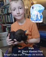 BlackMaskedRedM1, a male Afghan Hound for sale in Edmonton, KY – 1 of 5