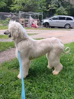 Super, a male Afghan Hound for sale in Edmonton, KY – 2 of 9