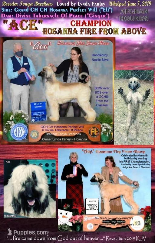 CH Ace, a male Afghan Hound for sale in Edmonton, KY – Photo 1 of 10