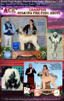 CH Ace, a male Afghan Hound for sale in Edmonton, KY – Photo 1 of 10