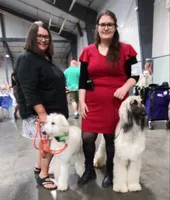 CH Ace, a male Afghan Hound for sale in Edmonton, KY – Photo 6 of 10