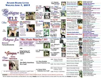 CH Ace, a male Afghan Hound for sale in Edmonton, KY – Photo 4 of 10