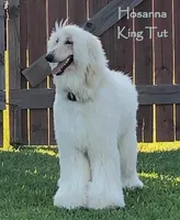 CH Ace, a male Afghan Hound for sale in Edmonton, KY – Photo 5 of 10