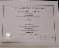 CH Ace, a male Afghan Hound for sale in Edmonton, KY – Photo 8 of 10