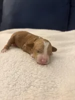 Stewart , a male Goldendoodle for sale in Sanibel, FL – 1 of 3