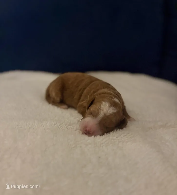 Cookie  – Goldendoodle puppy for sale in Sanibel, FL