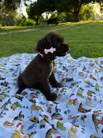 Lady, a female Cocker Spaniel for sale in Bakersfield, CA – 6 of 8