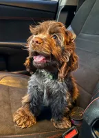 Bear, a male Cocker Spaniel for sale in Bakersfield, CA – 3 of 6